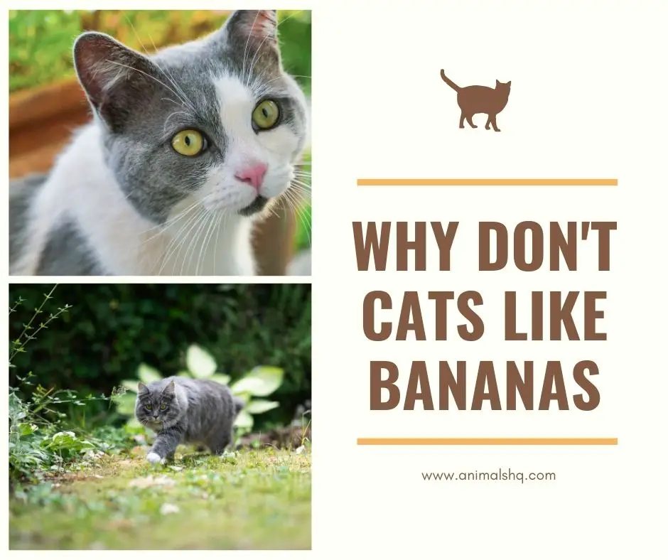 Why Don't Cats Like Bananas (Explained!) Animals HQ