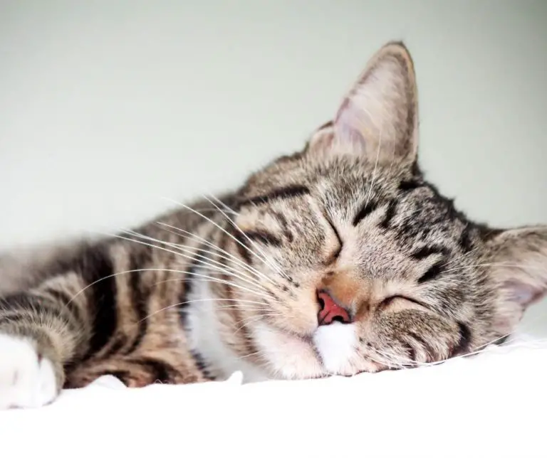 Why Don't Cats Like Their Tails Touched (Explained!) Animals HQ