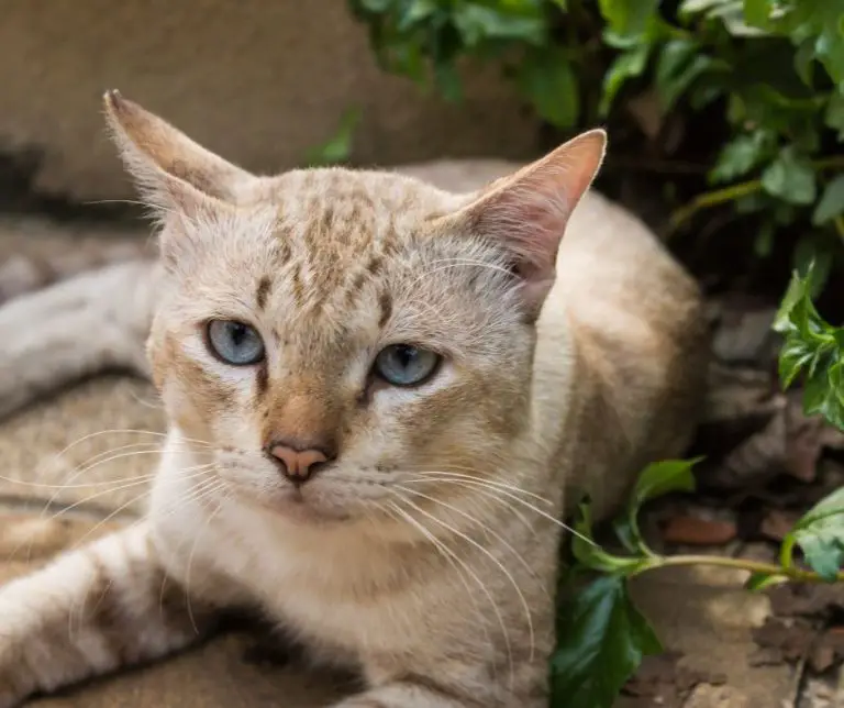 Why Is My Cat So Small (Explained!) Animals HQ