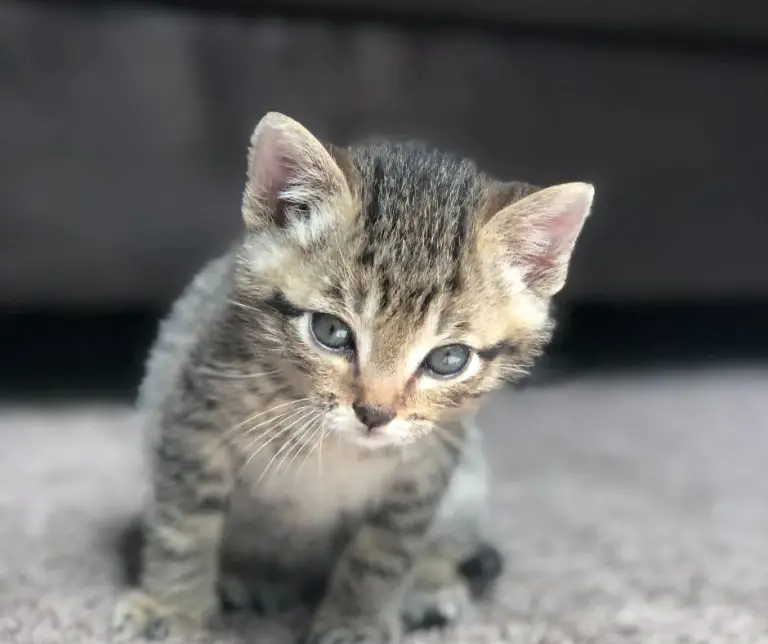 Why Is My Cat So Small (Explained!) Animals HQ