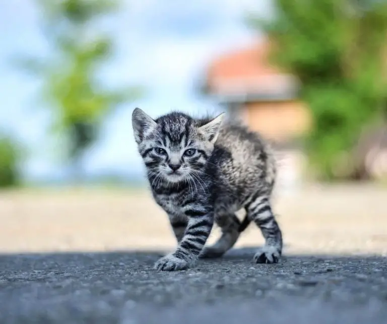 Why Is My Cat So Small (Explained!) Animals HQ