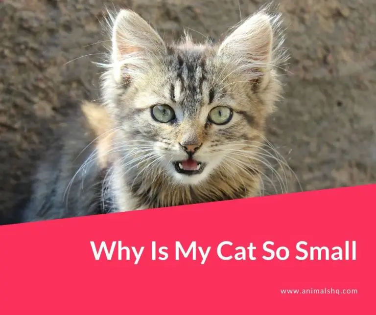 Why Is My Cat So Small (Explained!) Animals HQ