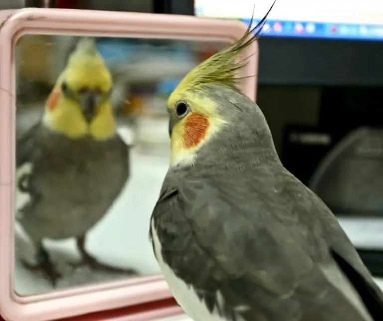 Are Mirrors Bad For Parrots? (All You Need to Know!) Animals HQ