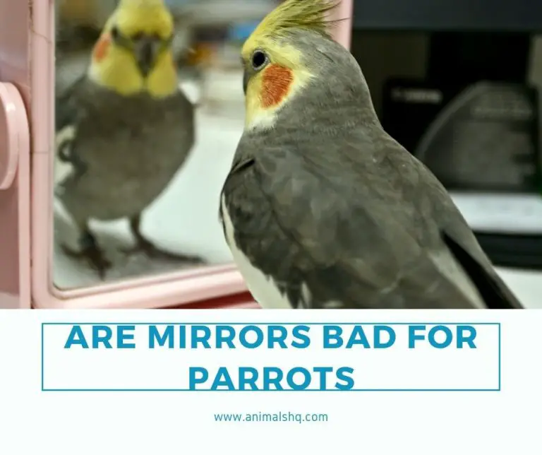 Are Mirrors Bad For Parrots? (All You Need to Know!) Animals HQ