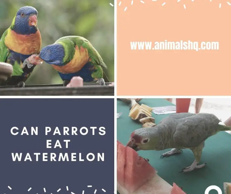 Can Parrots Eat Watermelon? (Explained!) Animals HQ