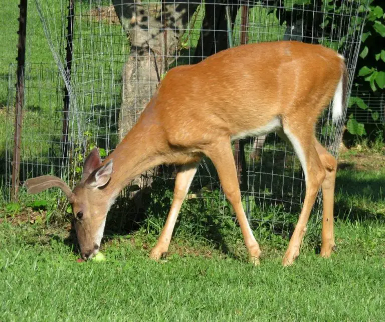 Do Deer Eat Apples? Animals HQ