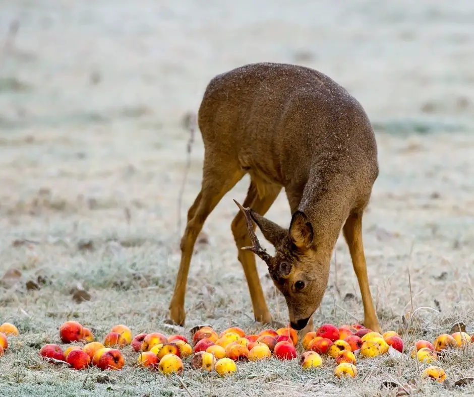 Do Deer Eat Apples? - Animals HQ