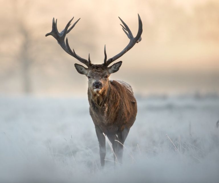do deer grow antlers every year? - animals hq