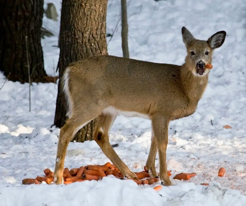Do Deer Like Carrots? - Animals HQ