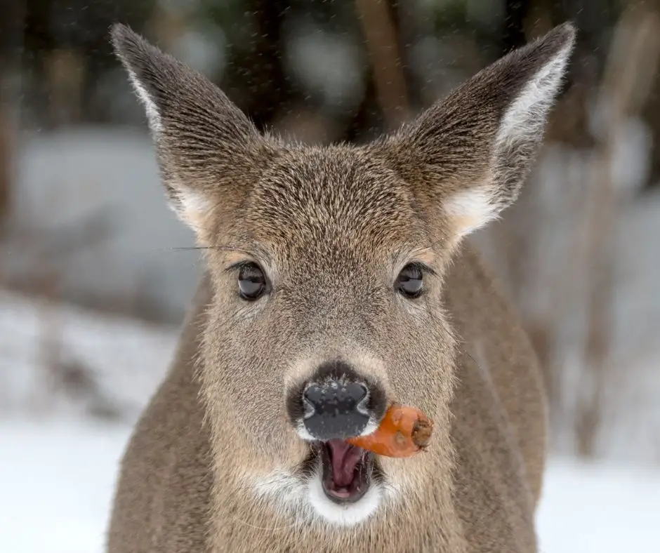 Do Deer Like Carrots? - Animals HQ