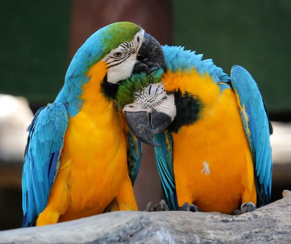 How Do Parrots Show Affection (All You Need to Know!) - Animals HQ