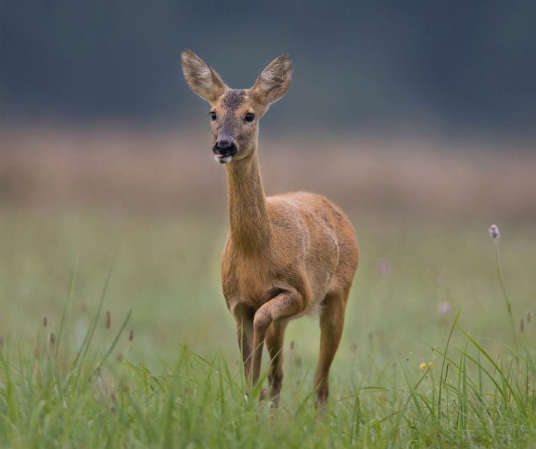 17 Different Types of Deer Animals HQ