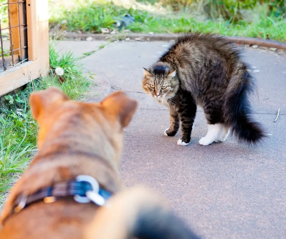 are cats naturally afraid of dogs