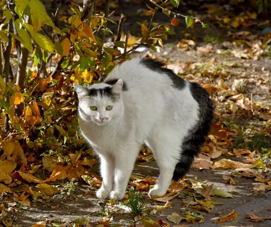 are cats naturally afraid of dogs