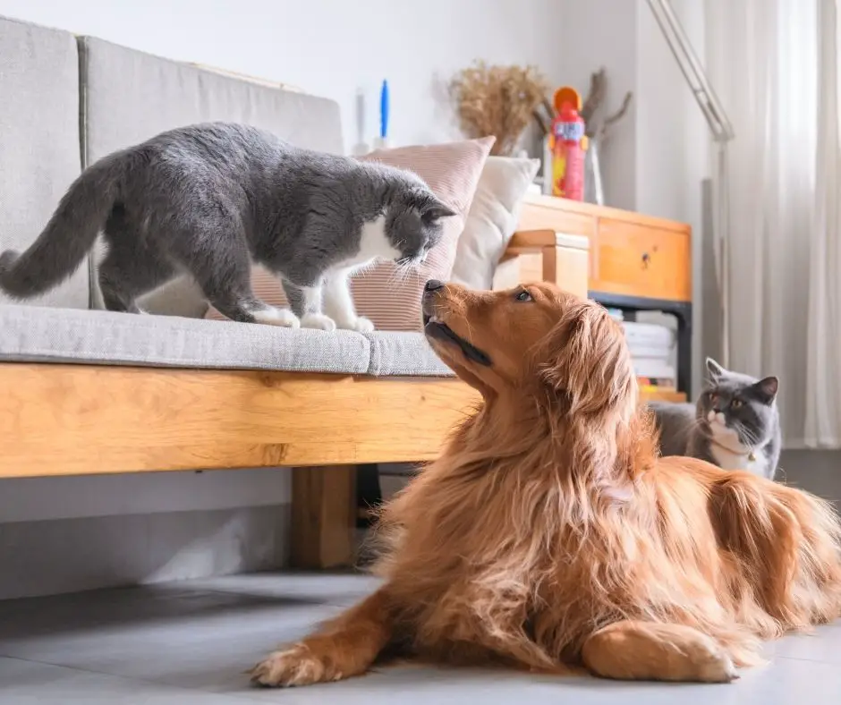 are cats naturally afraid of dogs