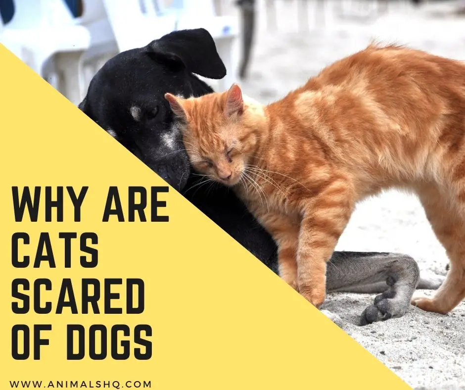are cats naturally scared of dogs