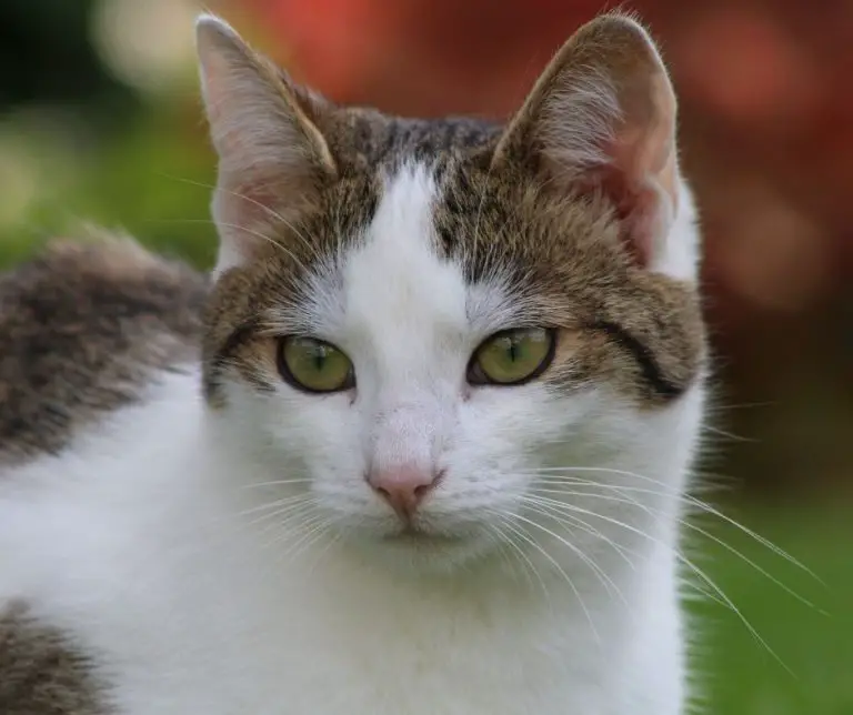 Why Are My Cats Scared Of A Slinky (Explained!) Animals HQ