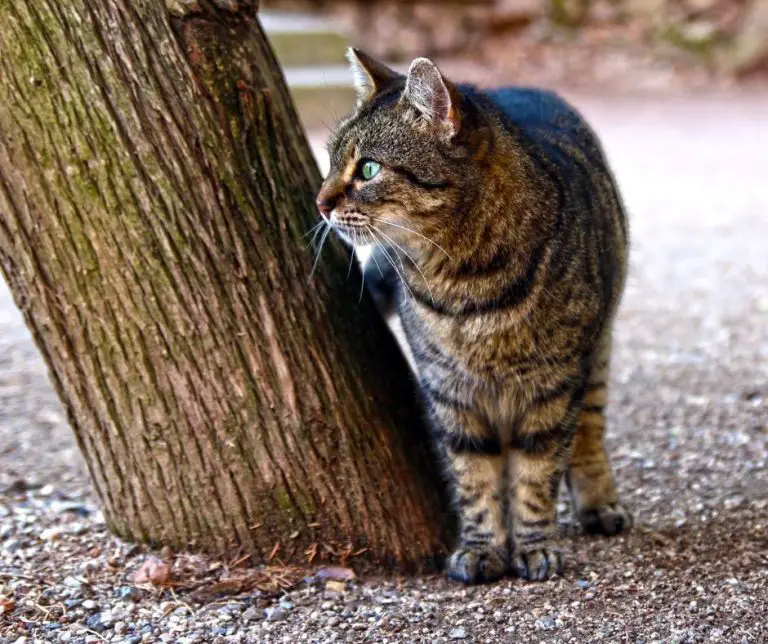 Why Are My Cats Scared Of A Slinky (Explained!) Animals HQ