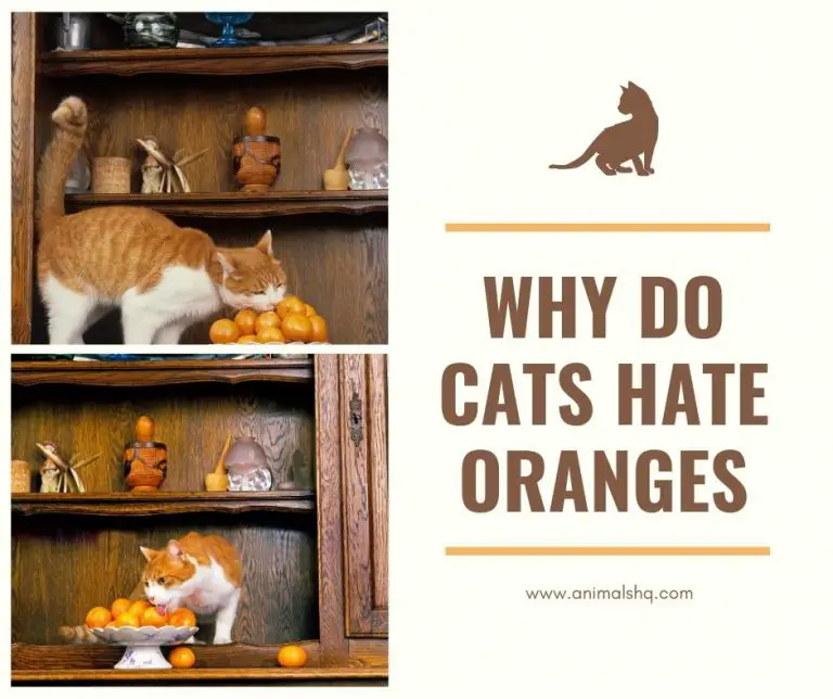 Why Does Cats Hate Oranges at Erich Pipes blog