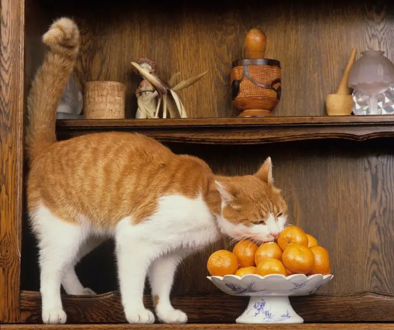 Why Do Cats Hate Oranges (Explained!) Animals HQ