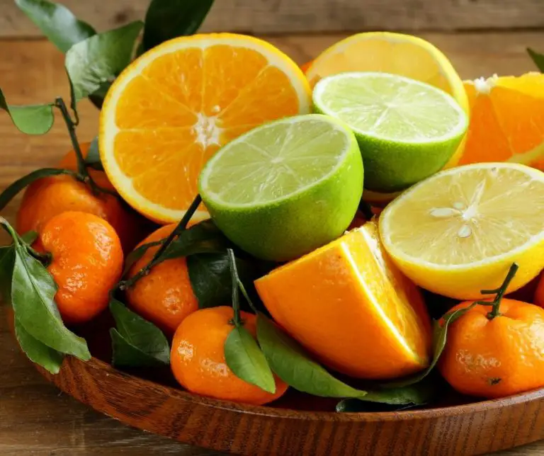 Why Do Cats Hate Oranges (Explained!) Animals HQ