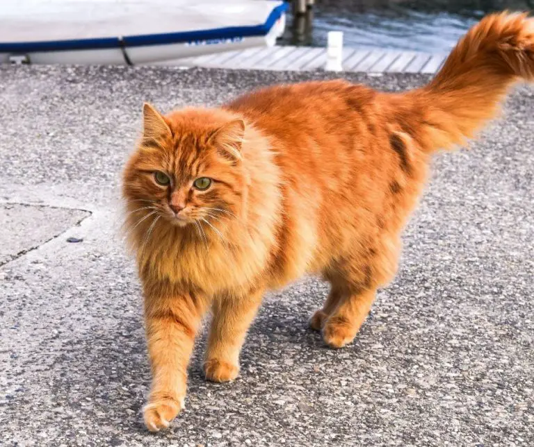 Why Do Cats Hate Oranges (Explained!) Animals HQ