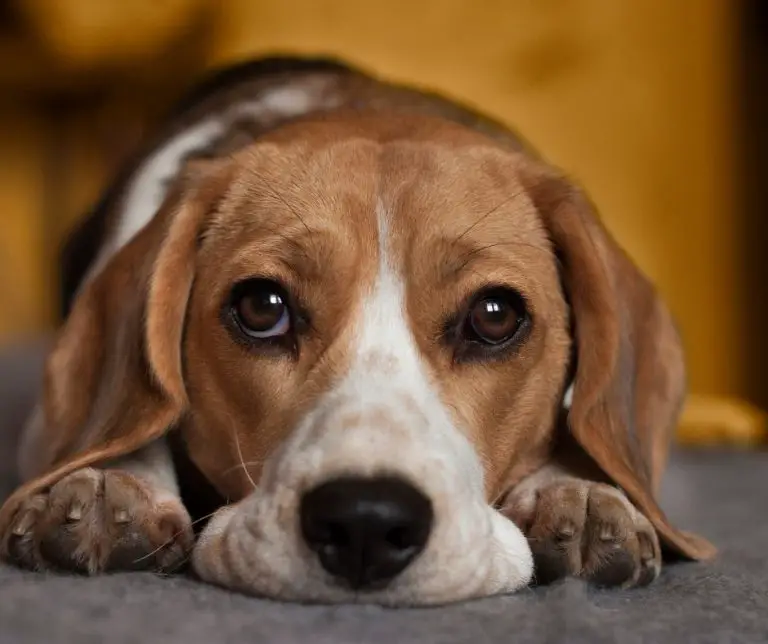 Why Is My Dog Suddenly Hiding in The Closet (Explained!) Animals HQ