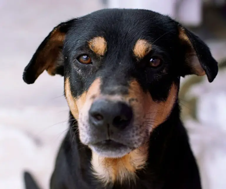 Why Is My Dog Suddenly Hiding in The Closet (Explained!) Animals HQ