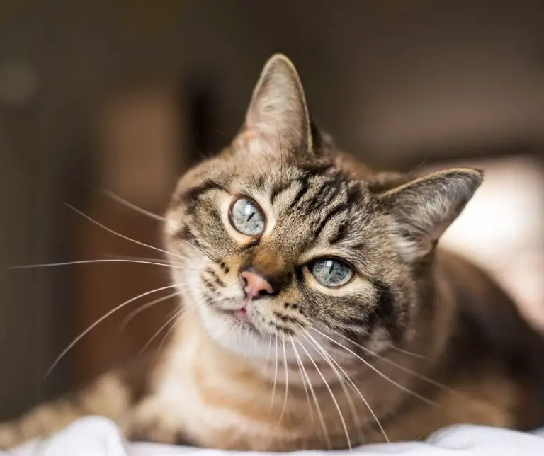 Why do cats disappear when they are about to die (Explained!)