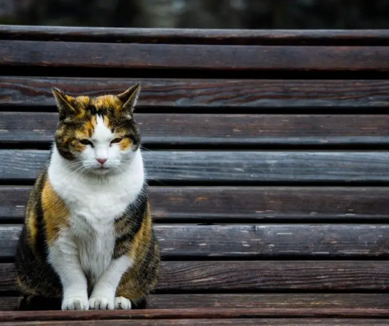 Why do cats disappear when they are about to die (Explained!)