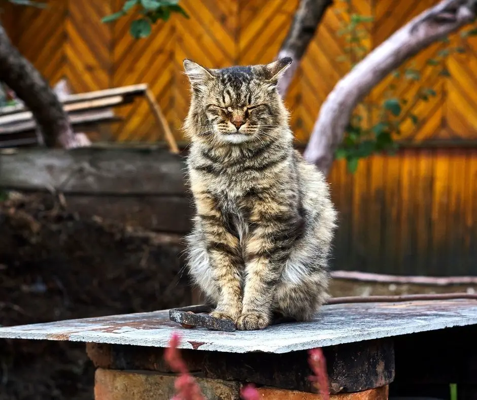Why Do Cats Suddenly Attack Their Owners? Rehome by