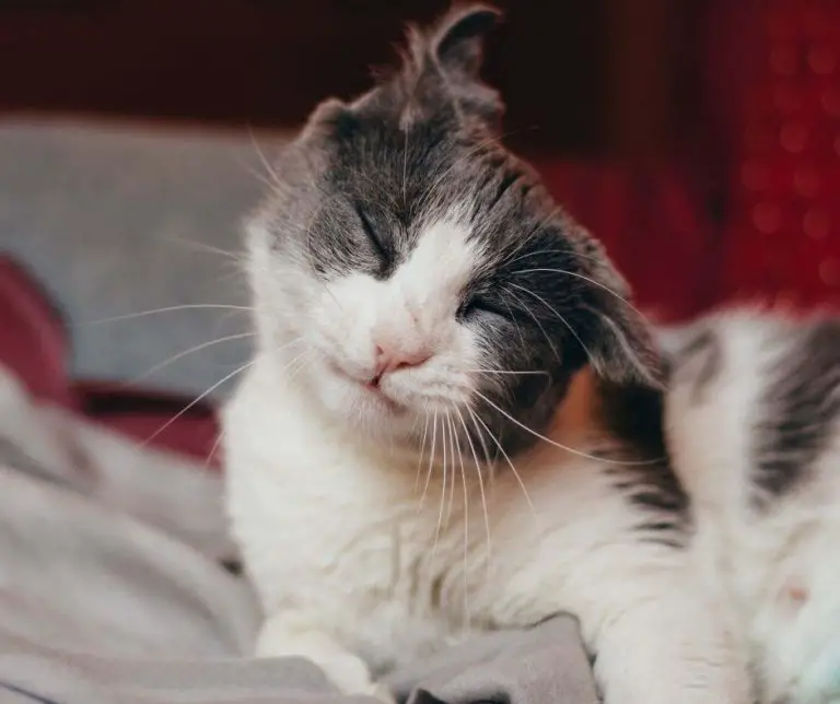 Cat Head Shaking Like Parkinson’s Animals HQ