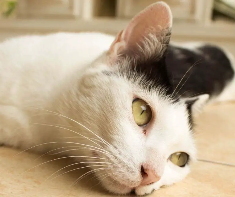 How Much Garlic Is Toxic to Cats? Animals HQ