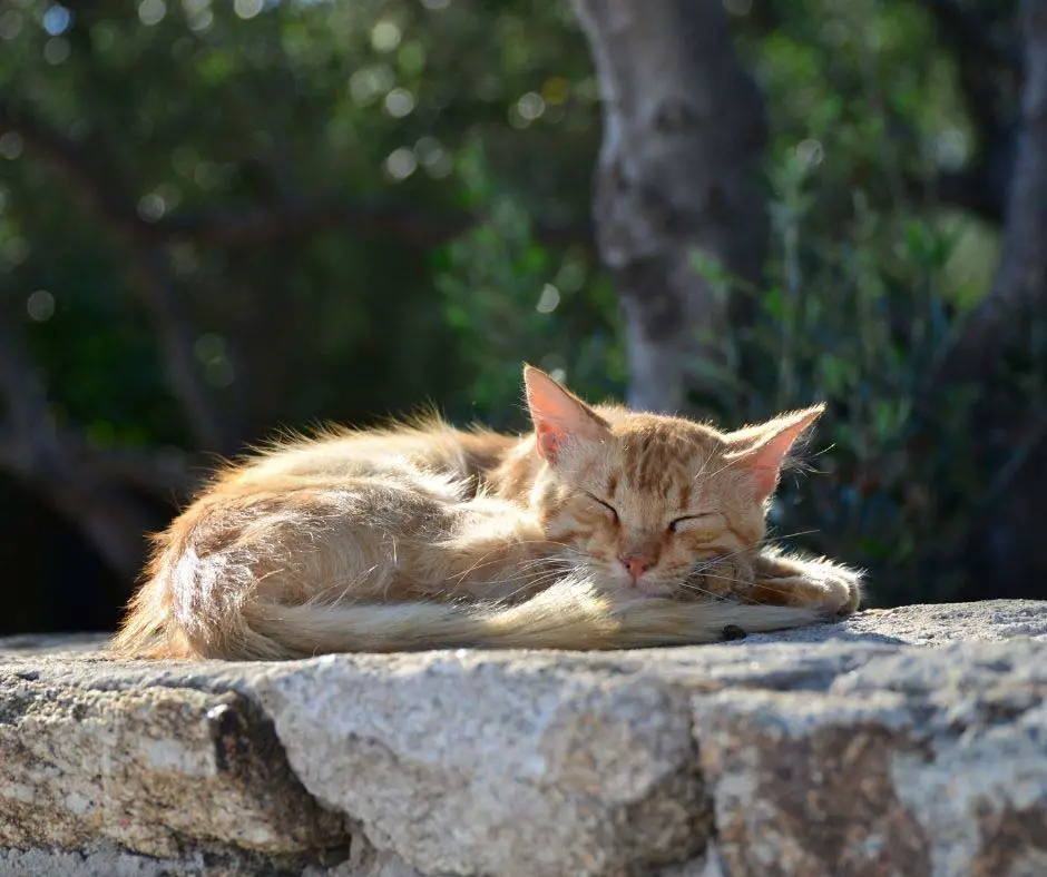 garlic poisonous to cats