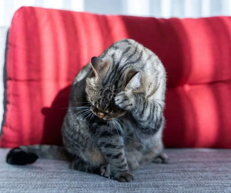 Is Baking Soda Safe for Cats? Animals HQ