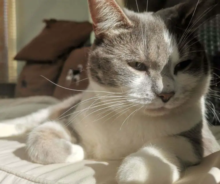 Is Baking Soda Safe for Cats? Animals HQ