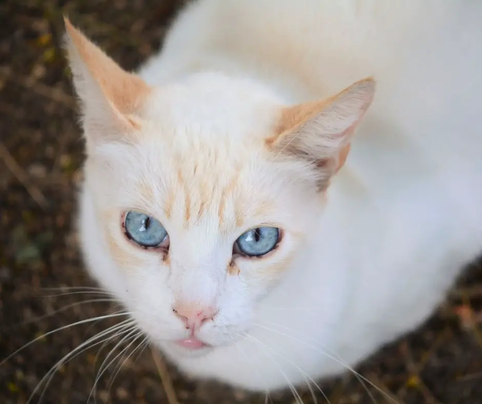 44++ Red point siamese rarity Cat Pictures