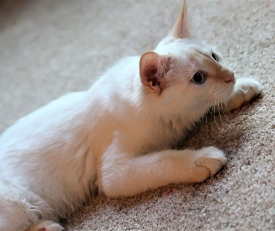 What is The Temperament of a Flame Point Siamese Cat - Animals HQ
