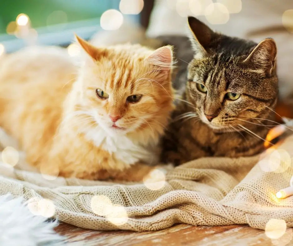 Signs that Your Cats are Getting Along Animals HQ