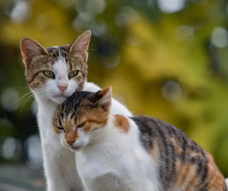 Signs that Your Cats are Getting Along Animals HQ