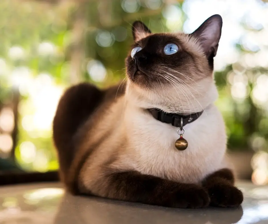 how long do siamese cats live in human years