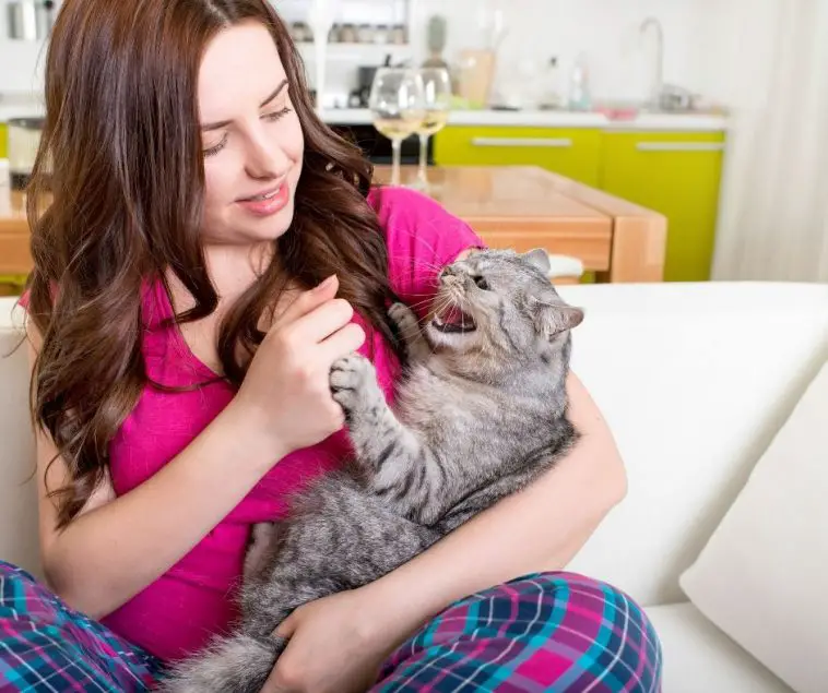 Why Does My Cat Bite My Hair? Animals HQ