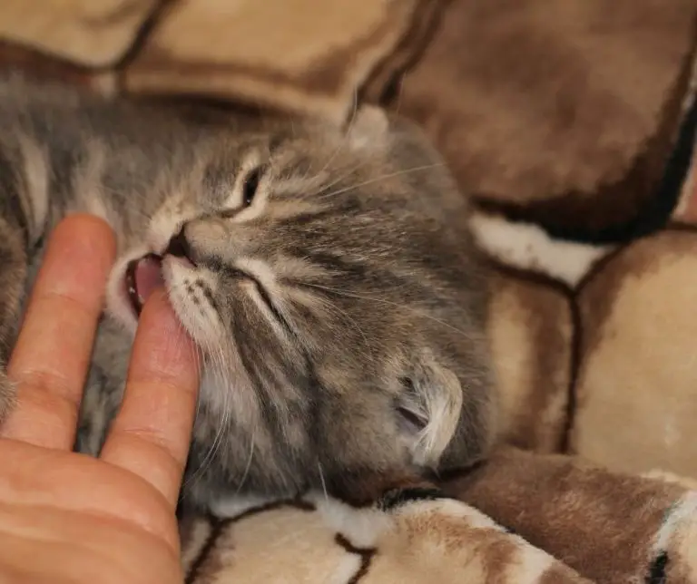 Why Does My Cat Bite My Hair? Animals HQ