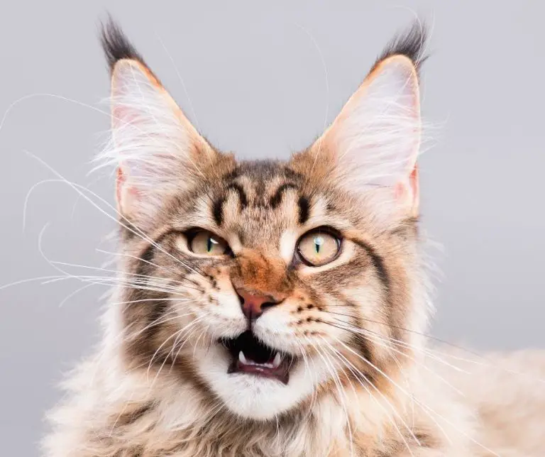 Why Does My Cat Bite My Hair? Animals HQ