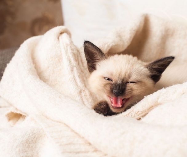 Why Siamese Cats Meow So Much Animals HQ