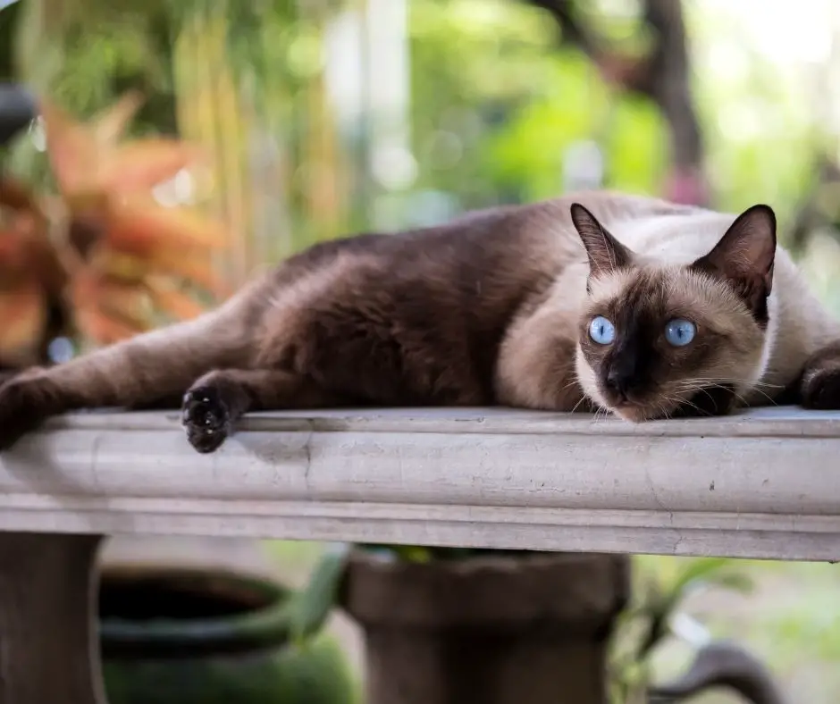 Why Siamese Cats Meow So Much - Animals HQ