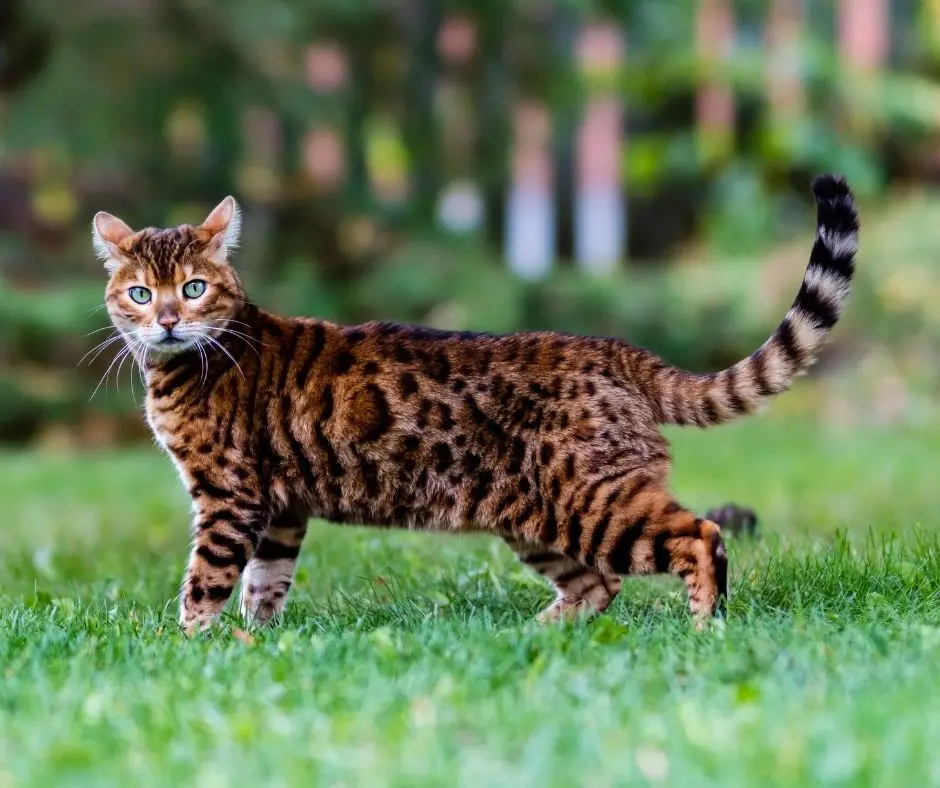 Why Are Bengal Cats So Expensive?  