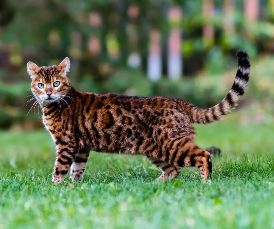 Why Are Bengal Cats So Expensive?
