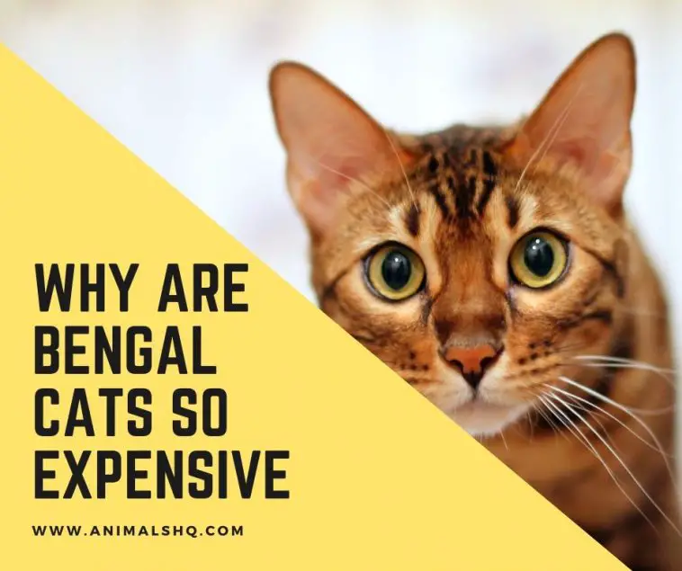 Why are Bengal cats so expensive? (Explained!) Animals HQ