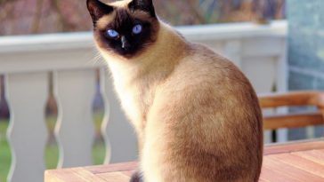 Are Siamese Cats Good Pets